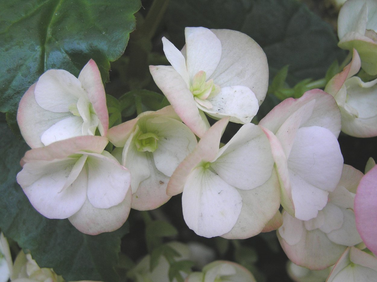 Бегония вумми маскарад