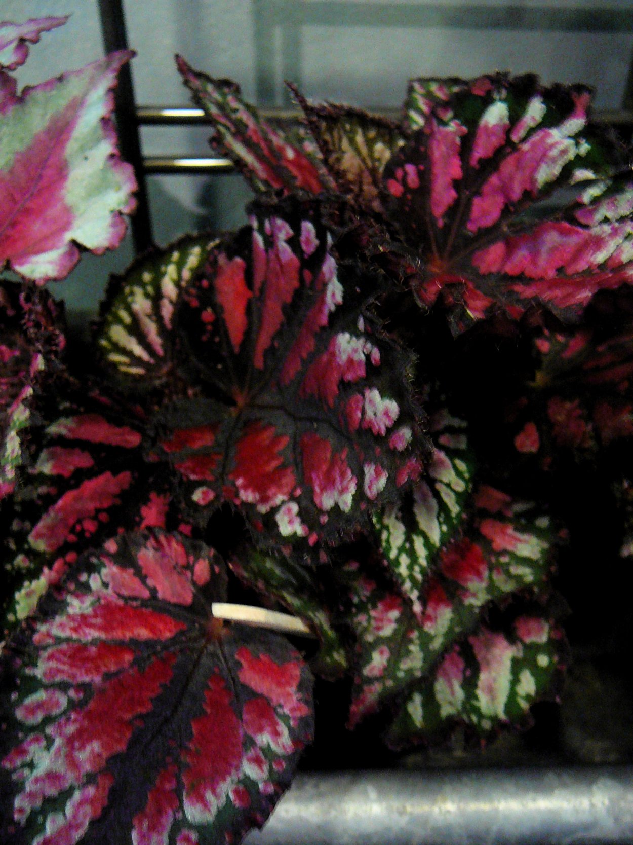 Бегония Блад рекс