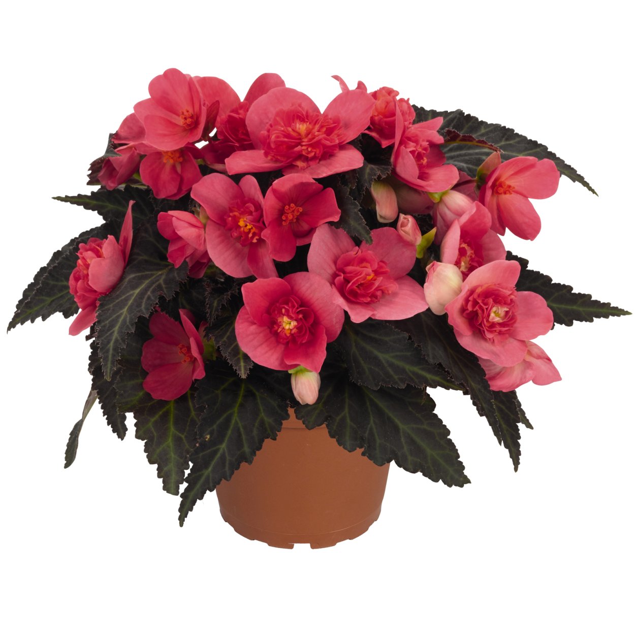 Бегония Iconia first Kiss