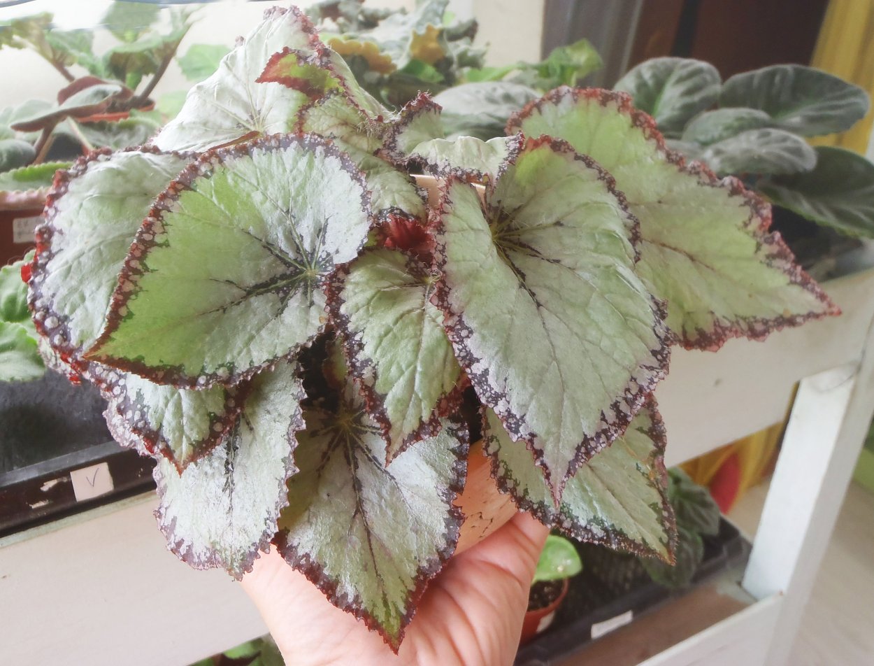 Бегония DS хрустальная туфелька