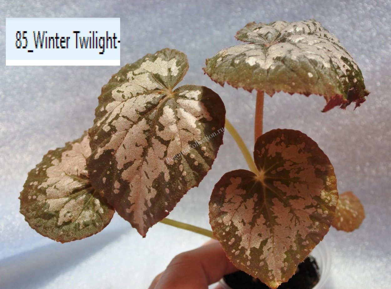 Бегония декоративнолиственная Winter Twilight