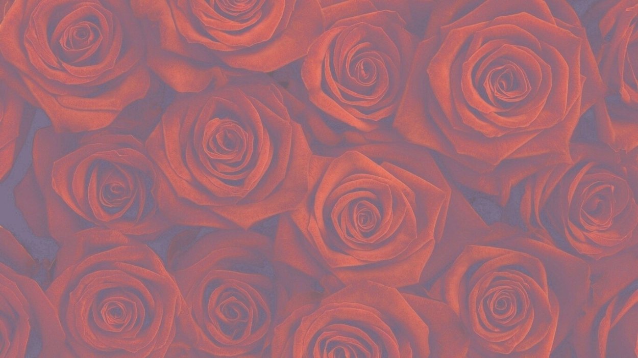 Обои роз красных 1 ИТ