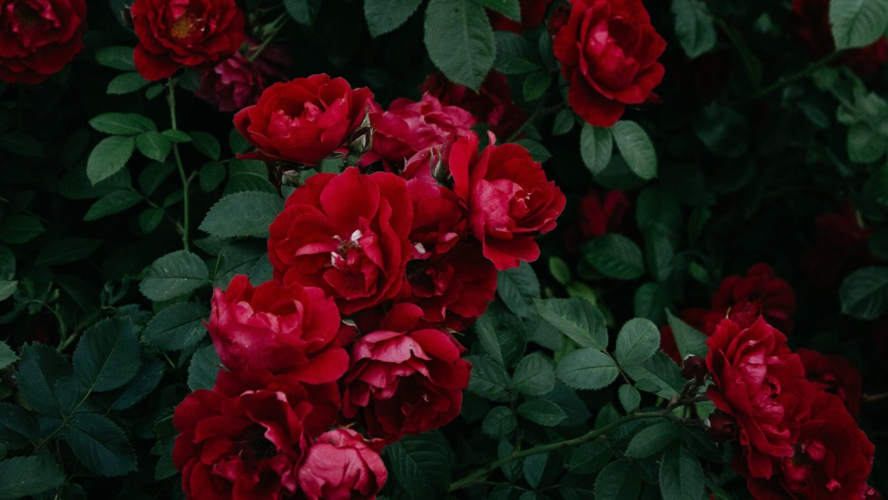 Кусты роз на темном фоне