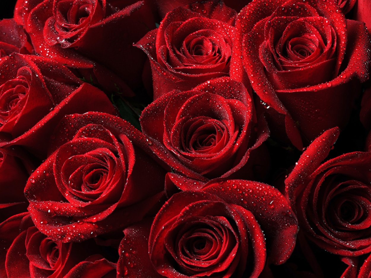 Красные розы фон
