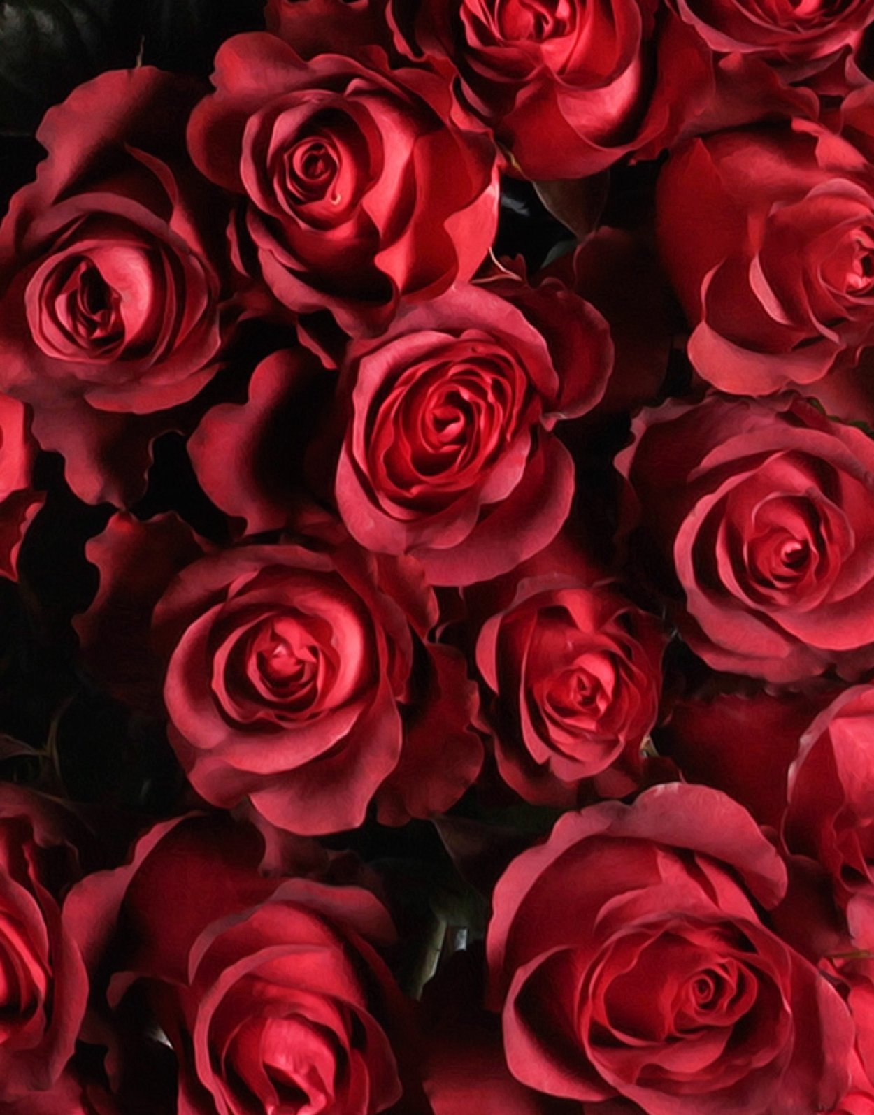 Бордовые розы фон