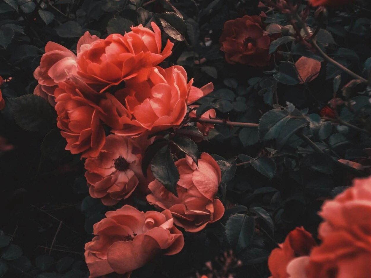 Растения Эстетика