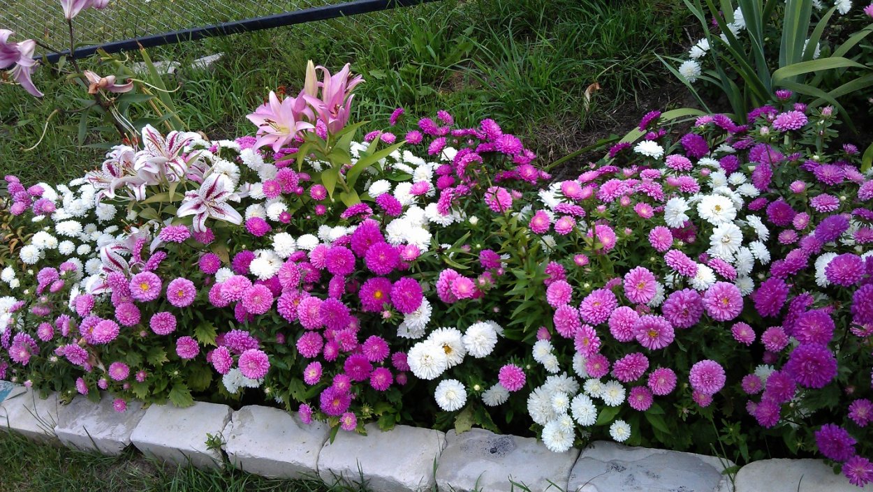 Астры Карликовые Королевские