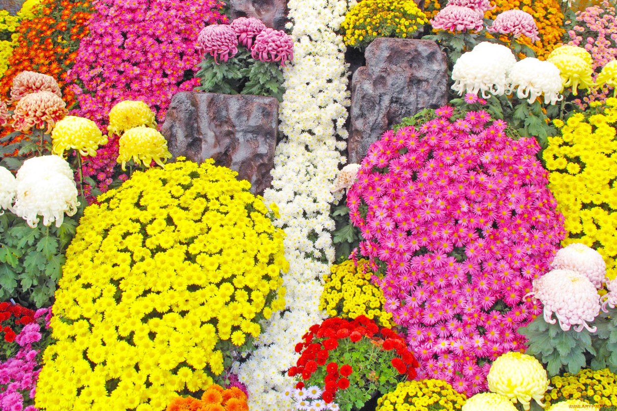 Букет «хризантемовый рай»