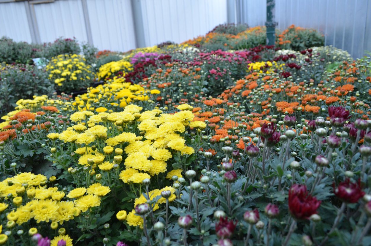 Клумба 46 черенки хризантем