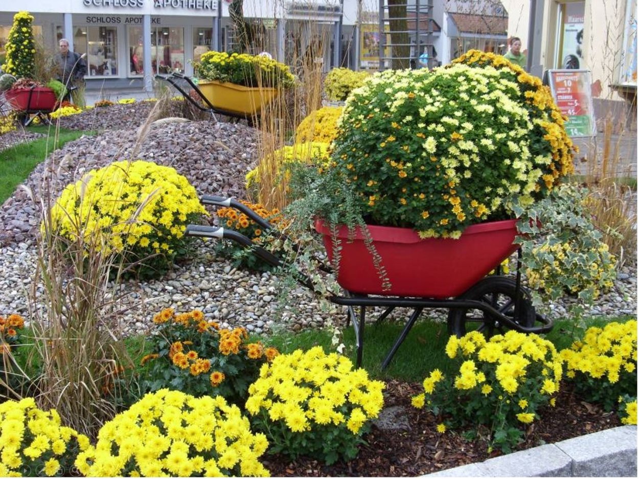 Дубки на клумбе