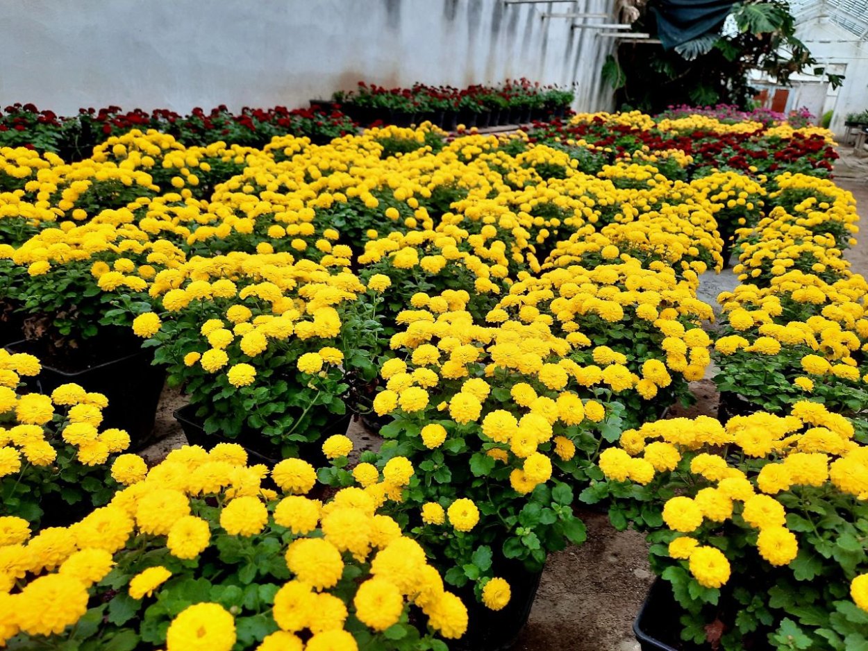 Фестиваль хризантем в Волгограде