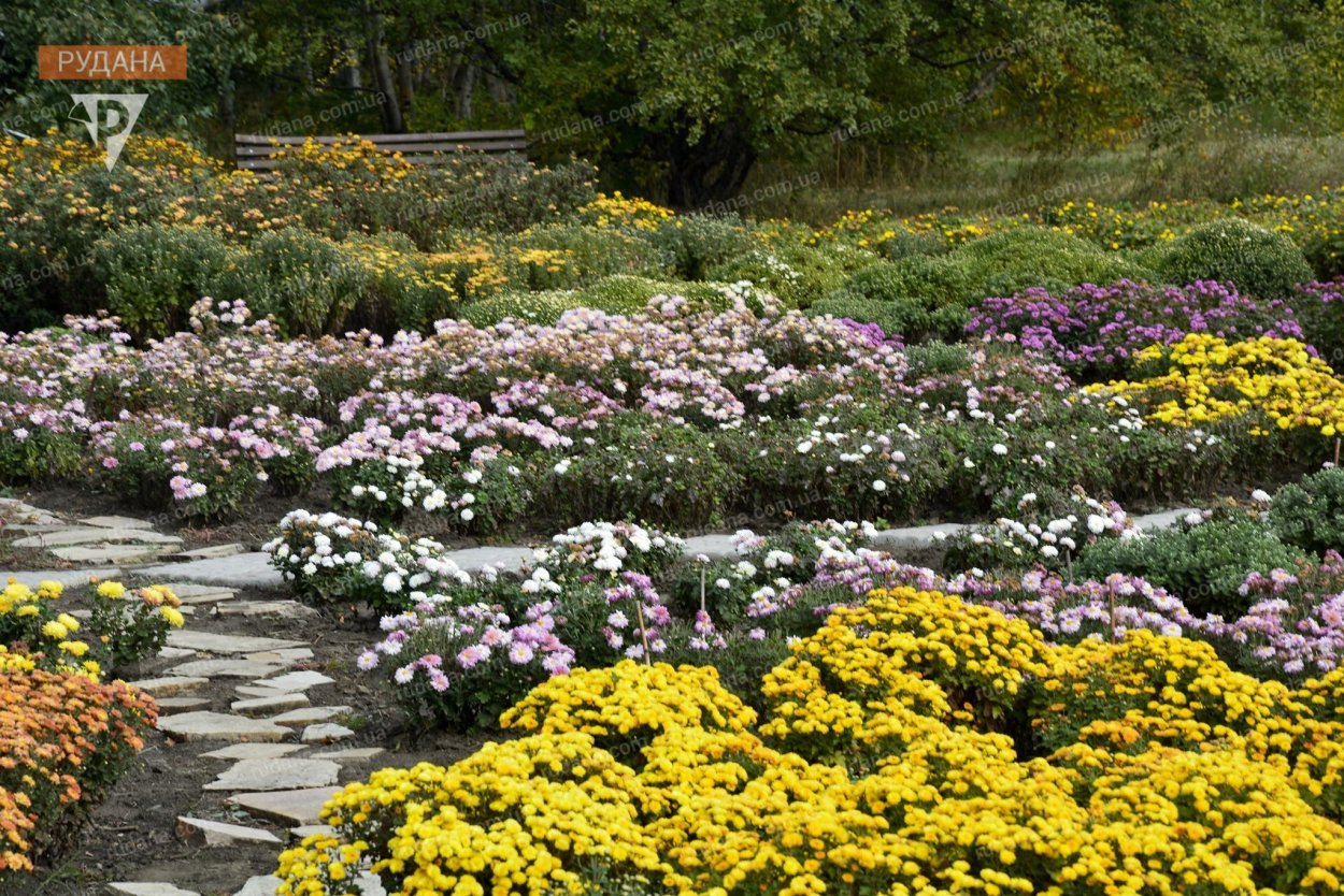 Клумбы из хризантем мультифлора в саду