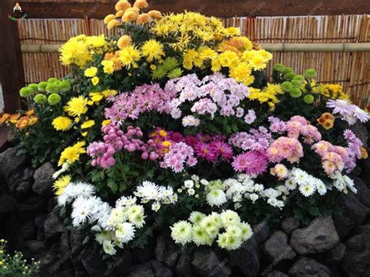 Ампельная Хризантема многолетняя