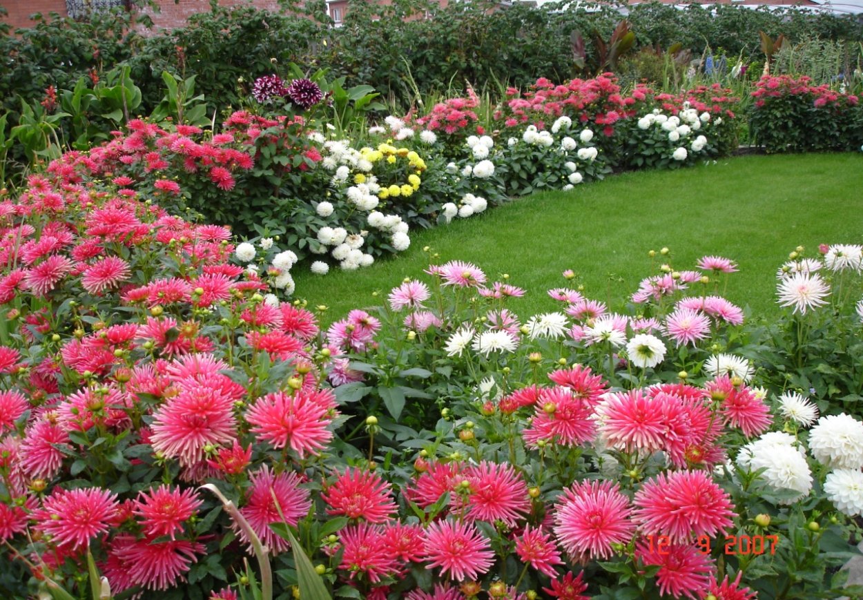 Астра бордюрная