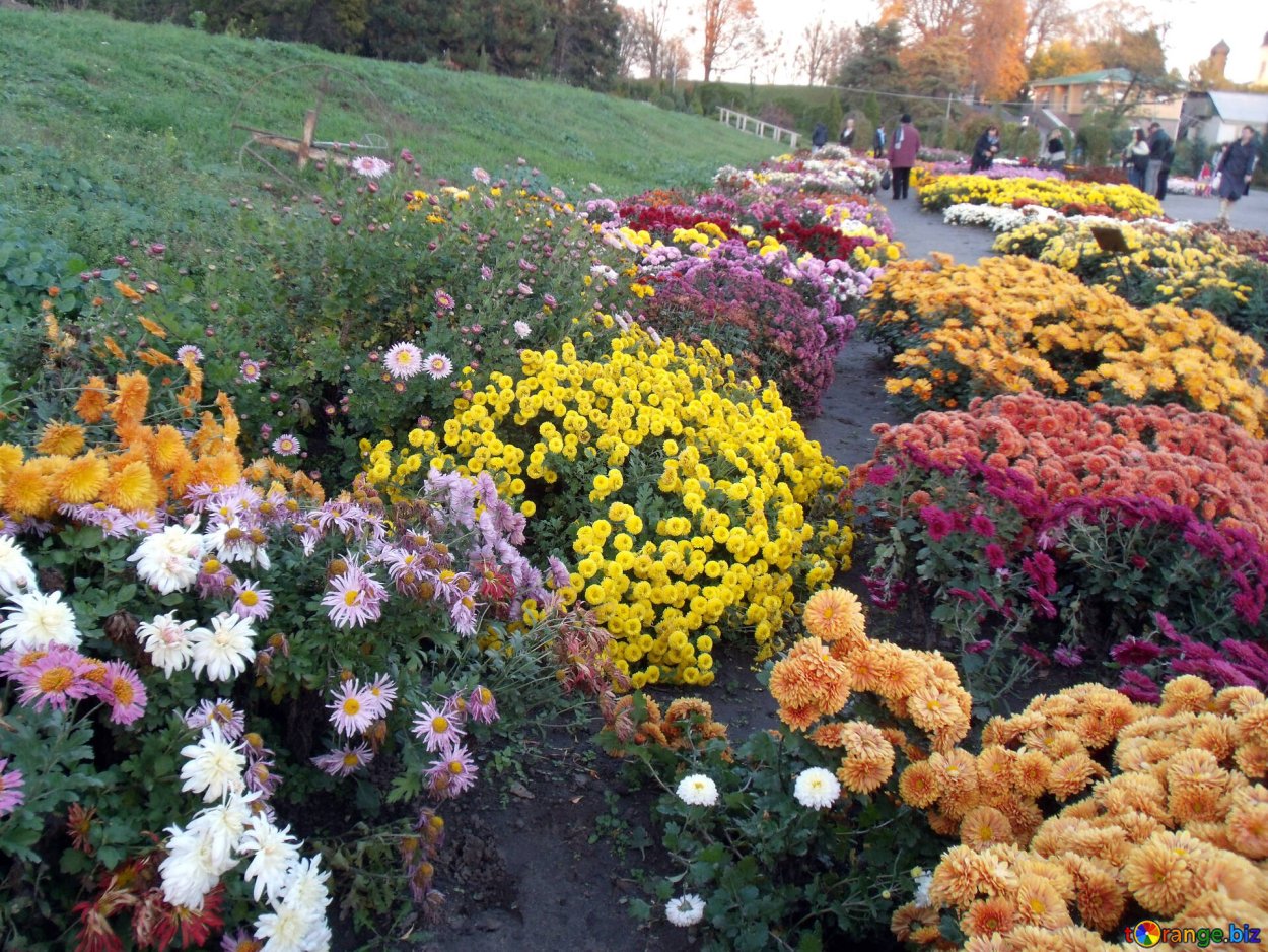 Хризантема мультифлора на клумбе