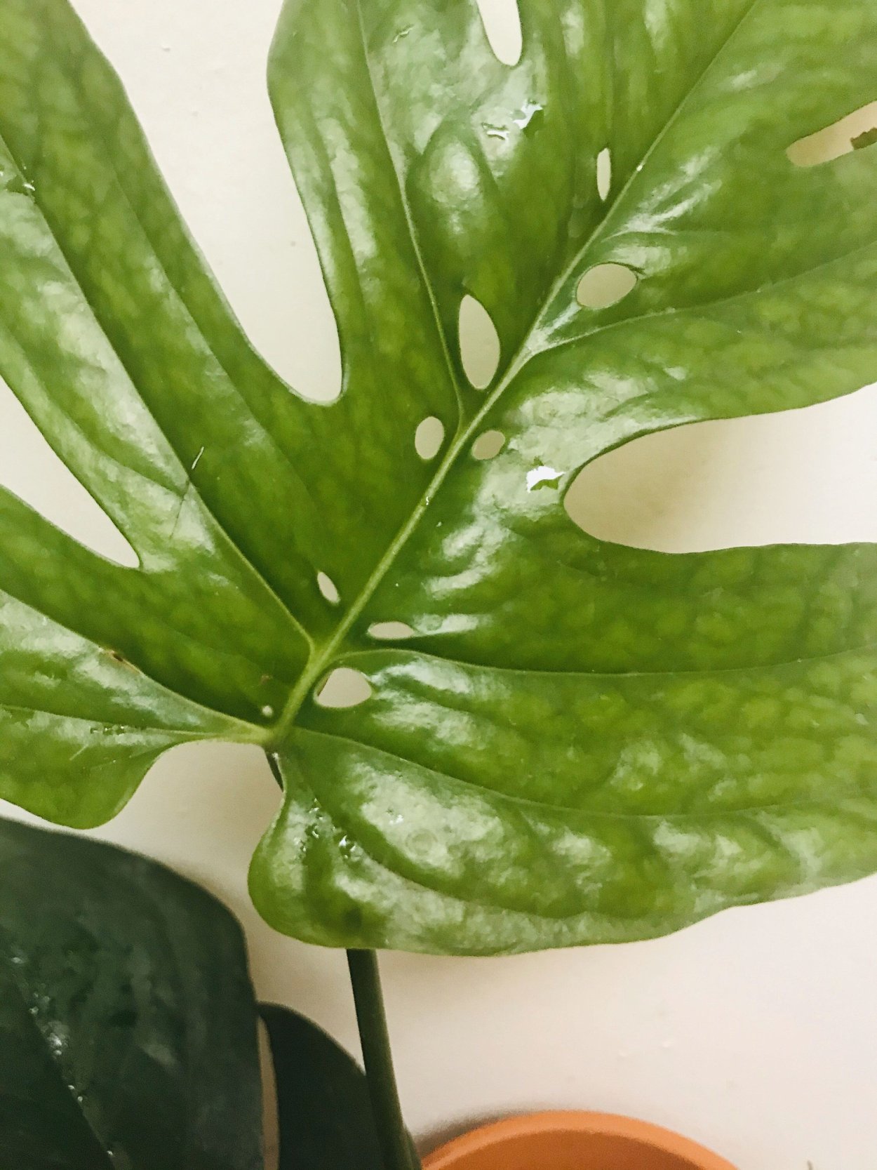 Амидриум Медиум Спайдермен купить в Красноярске