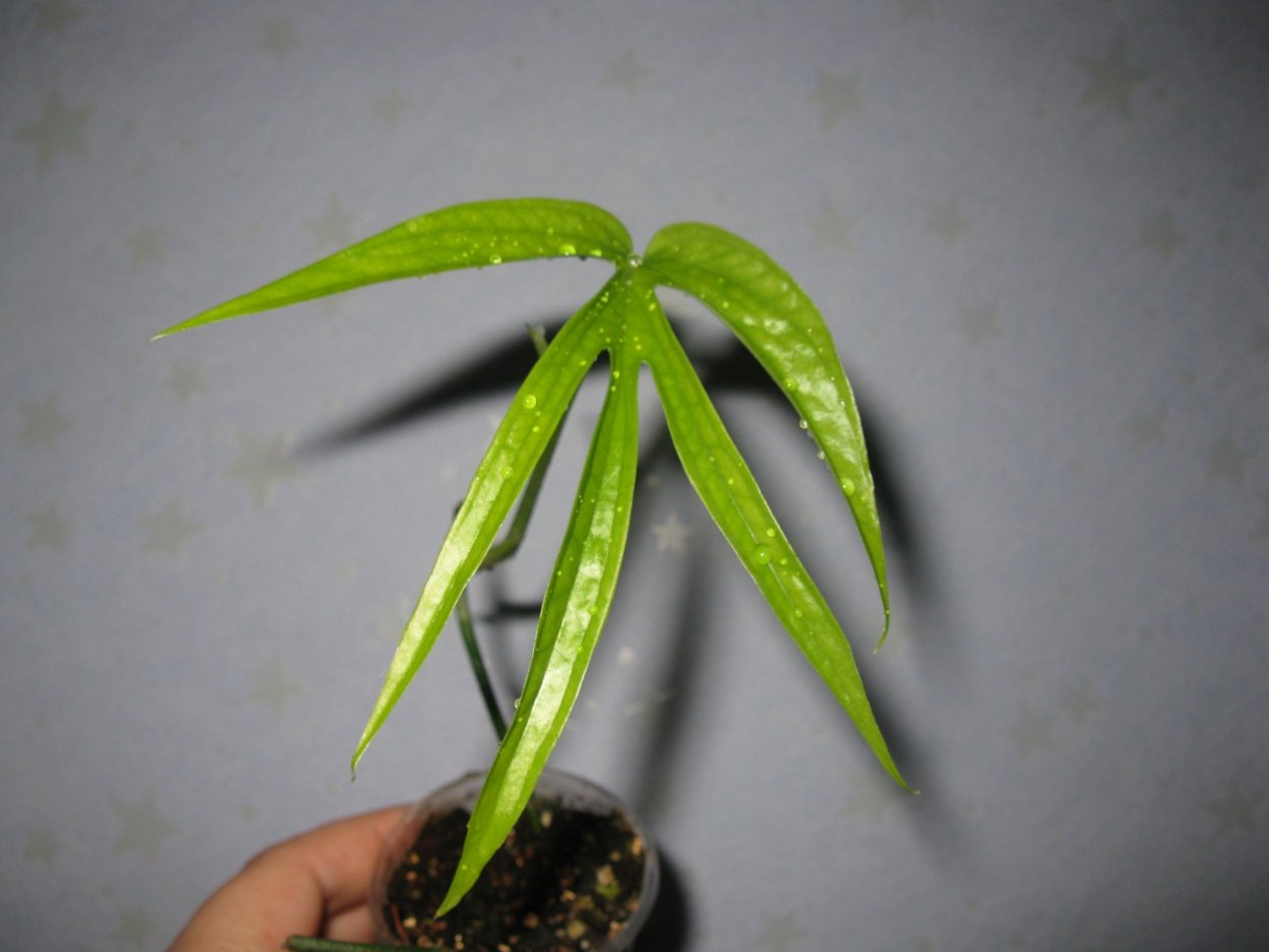 Эпипремнум Fish Bone