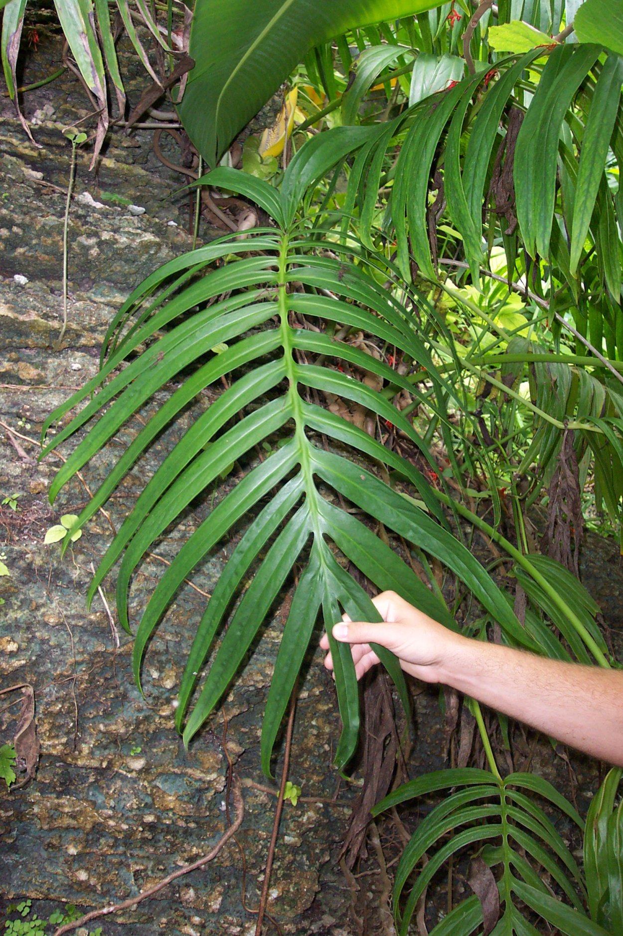 Amydrium zippelianum /амидриум