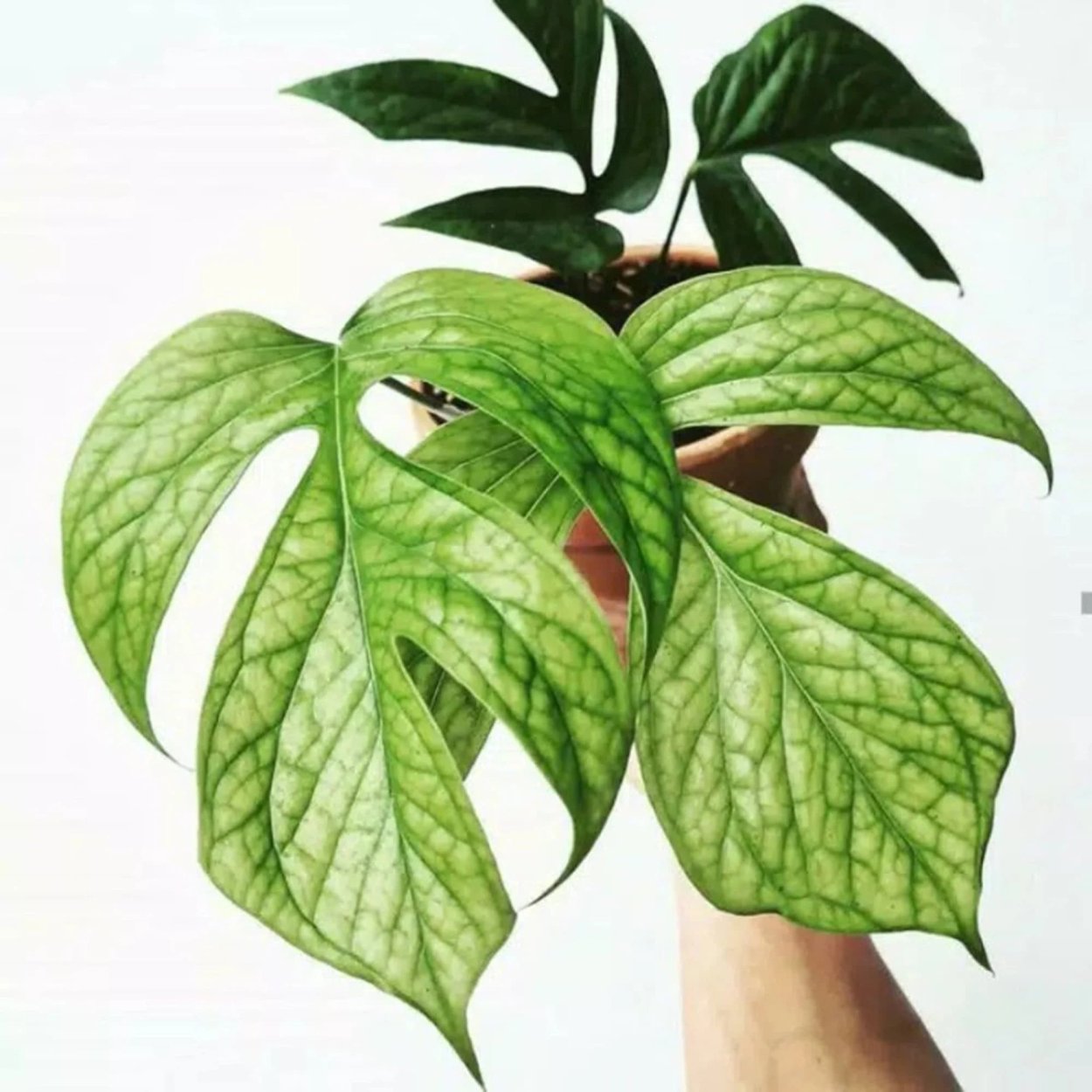 Амидриум вариегатный