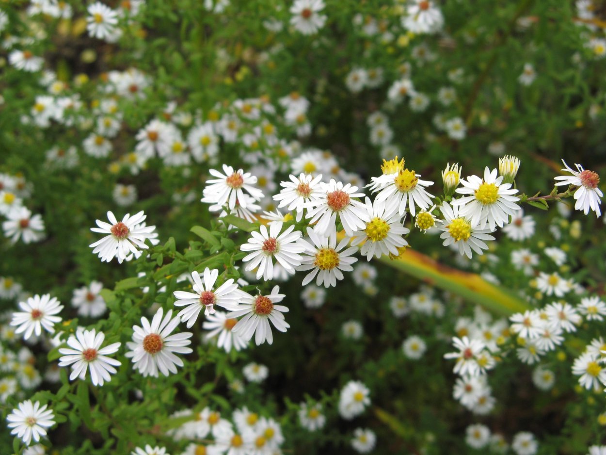 Астра Вересковая почвопокровная