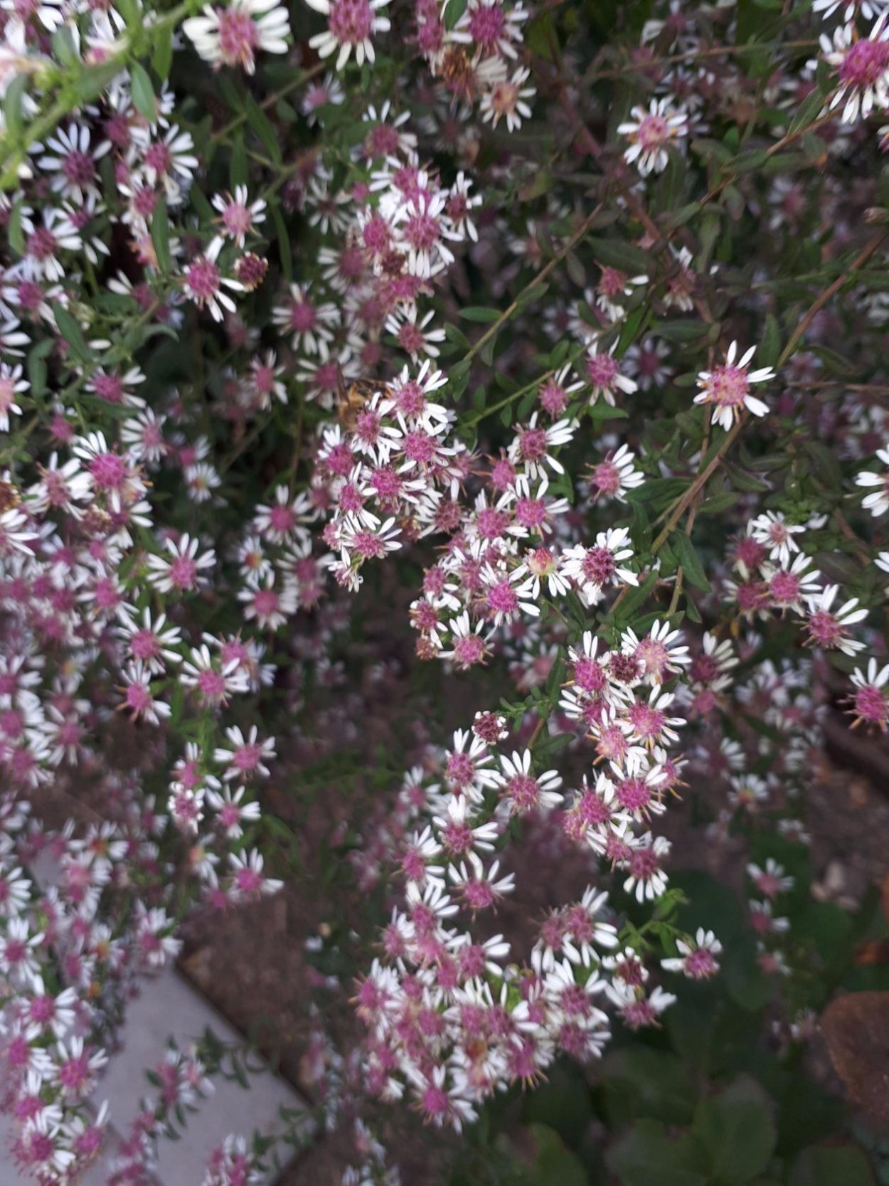 Растение Астра вересковидная