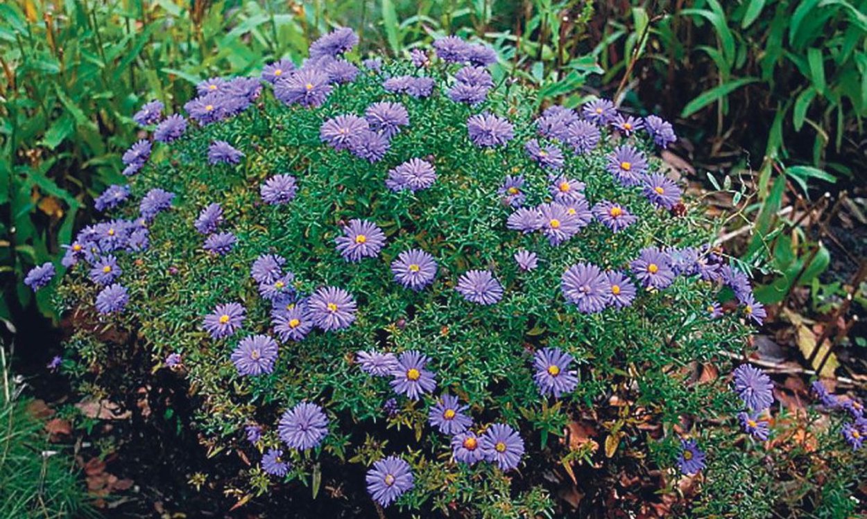 Живая изгородь из сентябринок