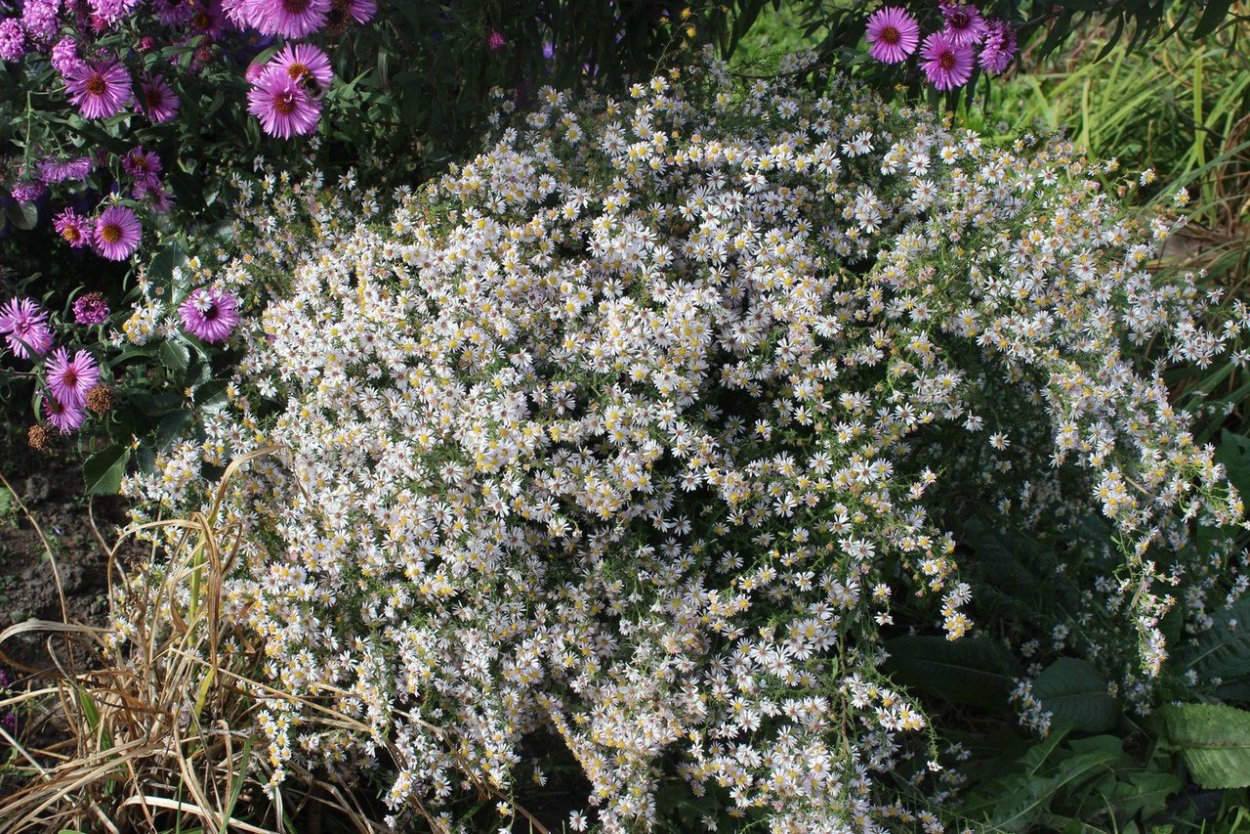 Астра почвопокровная