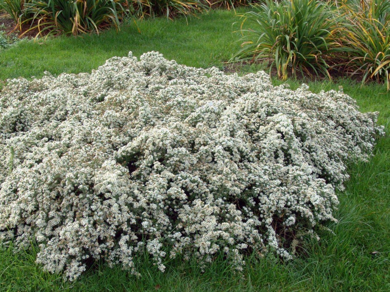 Астра почвопокровная Вересковая Снежная лавина