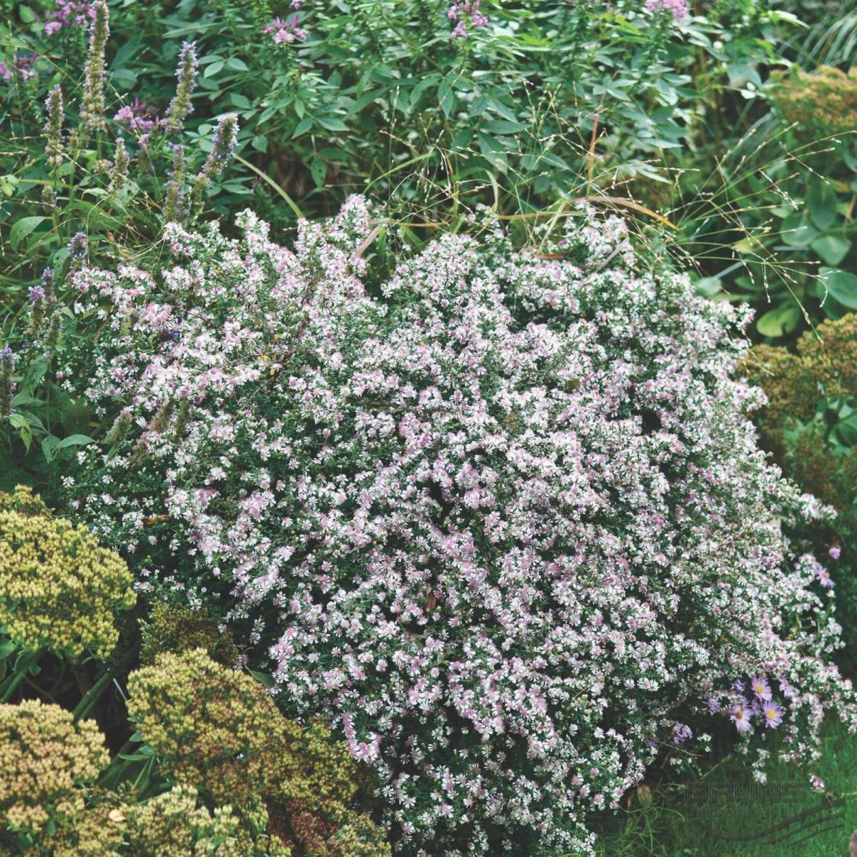 Астра бокоцветковая