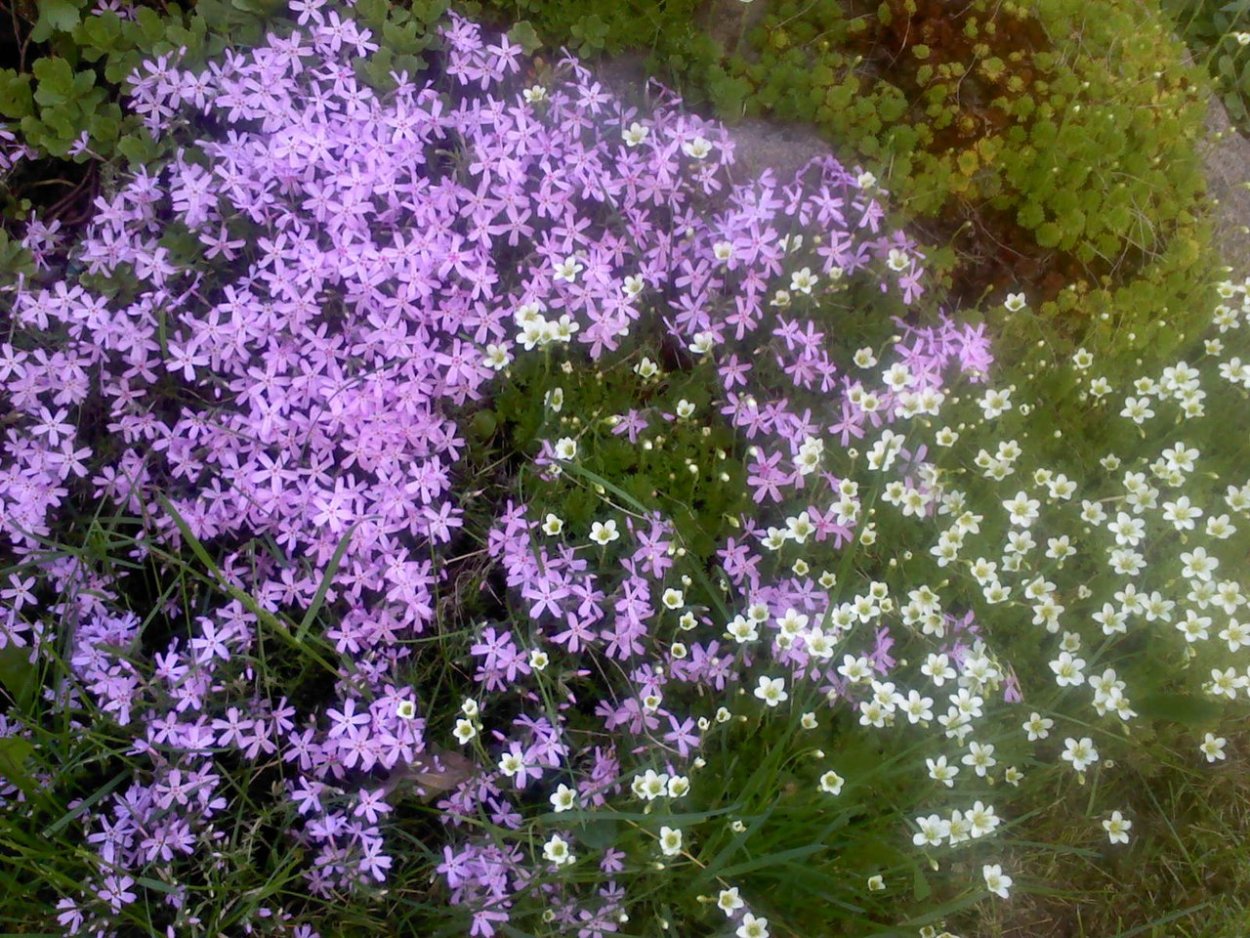 Астра шиловидная