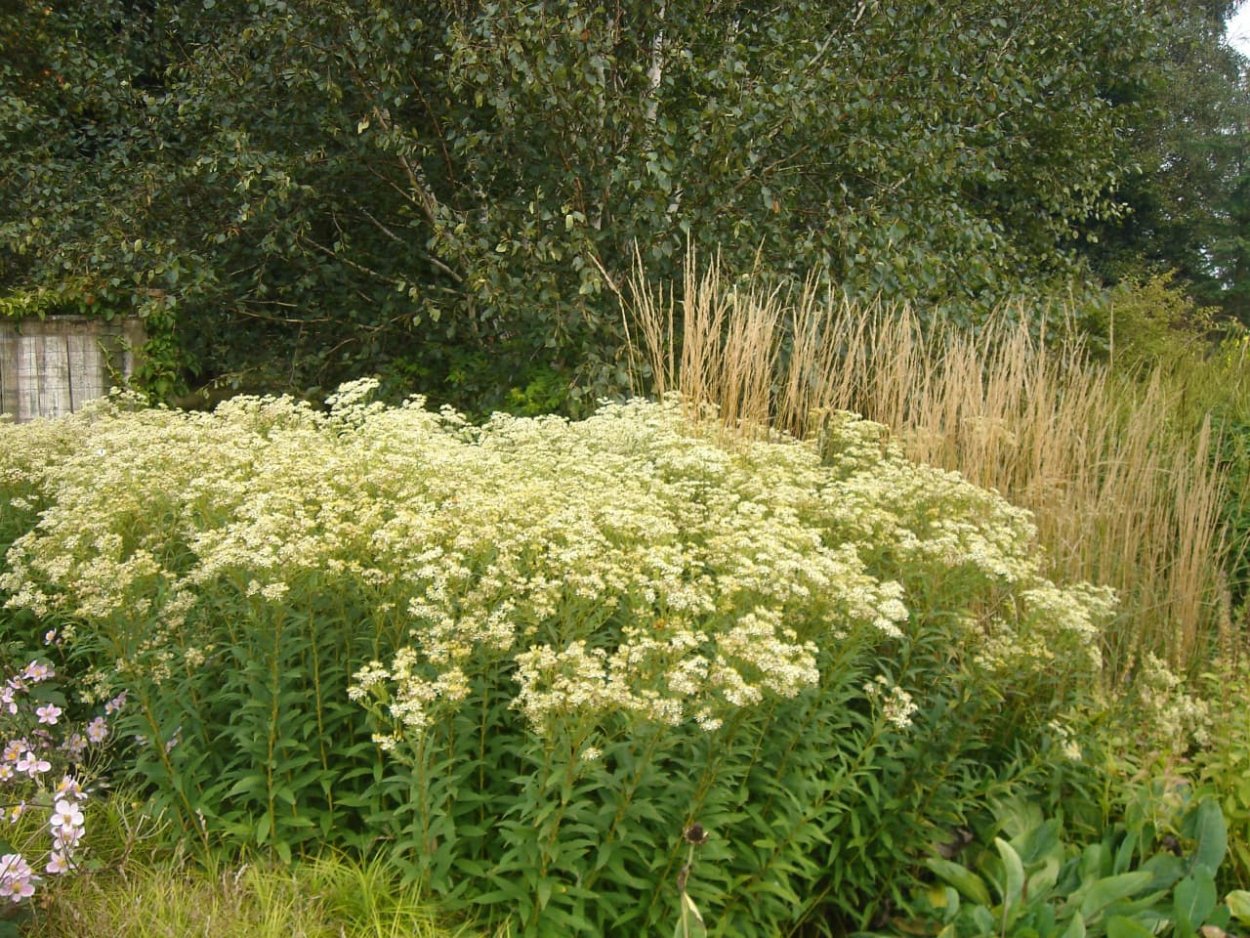 Астра зонтиковидная