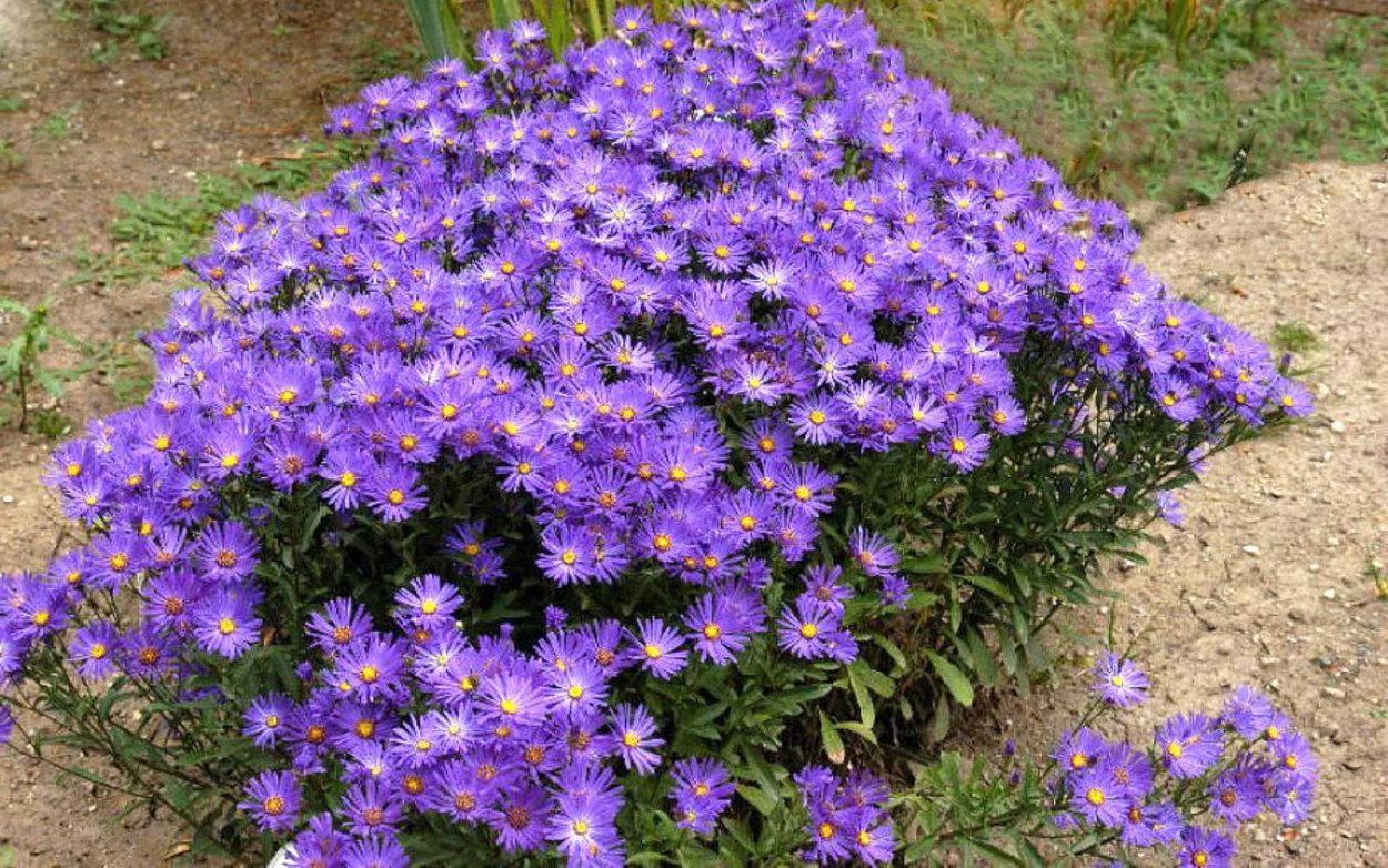 Астра кустарниковая фиолетовая