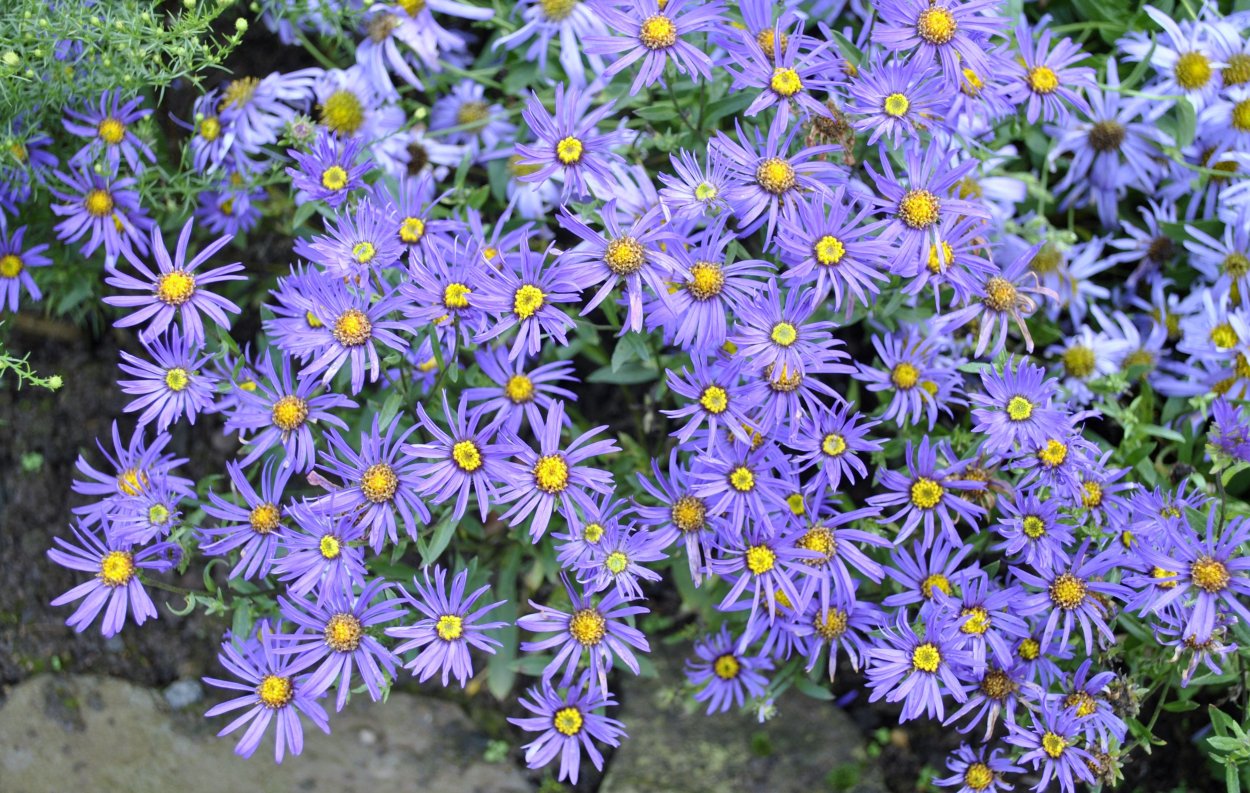 Астра многолетняя кустарниковая (Aster dumosus)