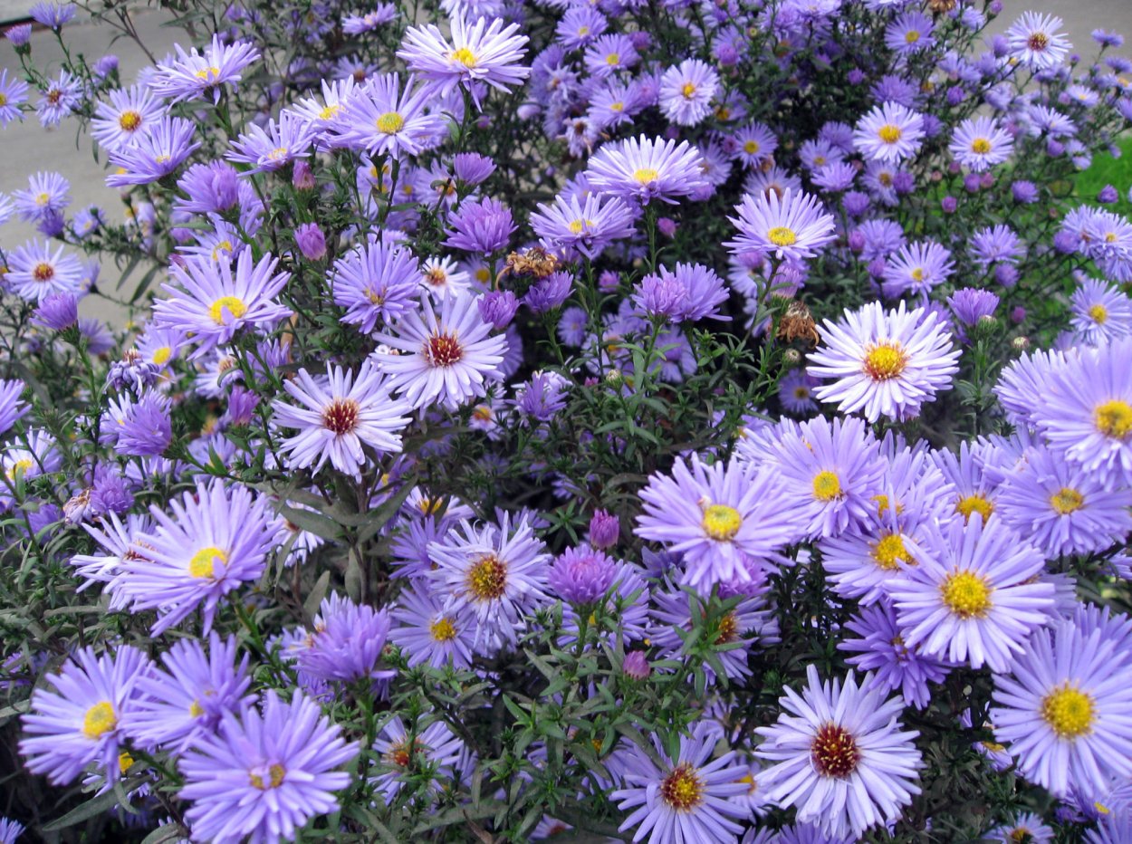 Вересковая Астра многолетняя