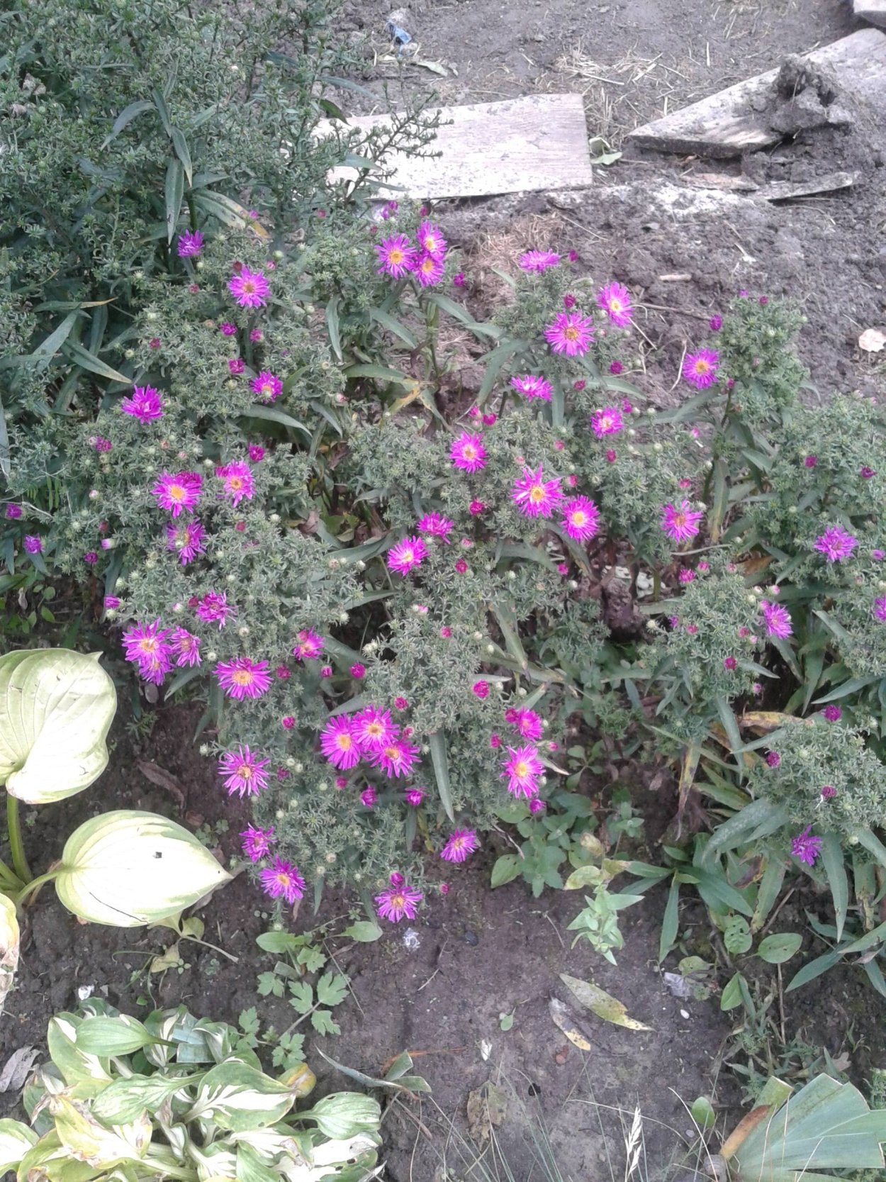 Вересковая Астра многолетняя