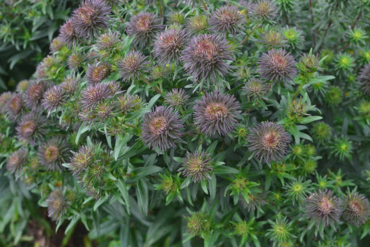 Астра Энни Лейс