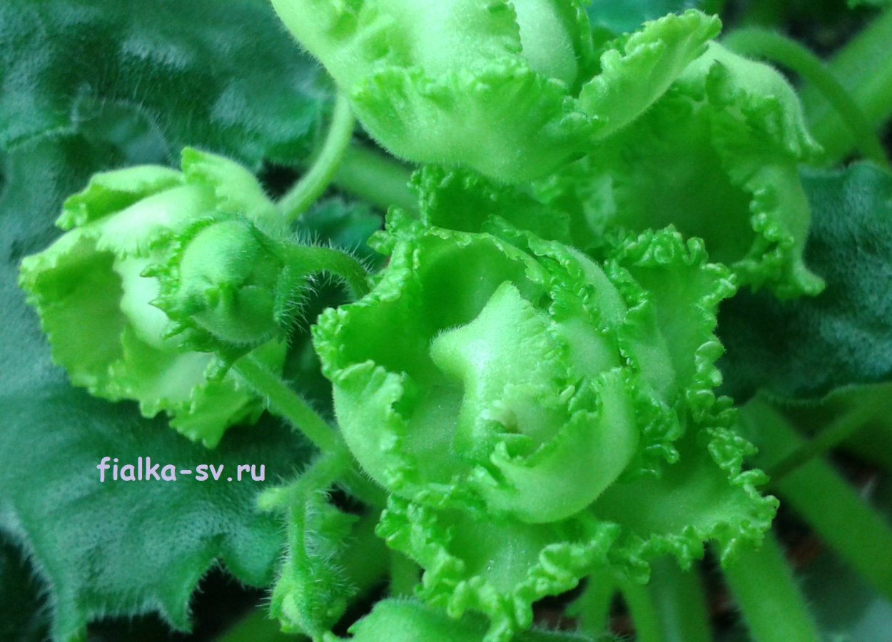 Фиалка яванский мох