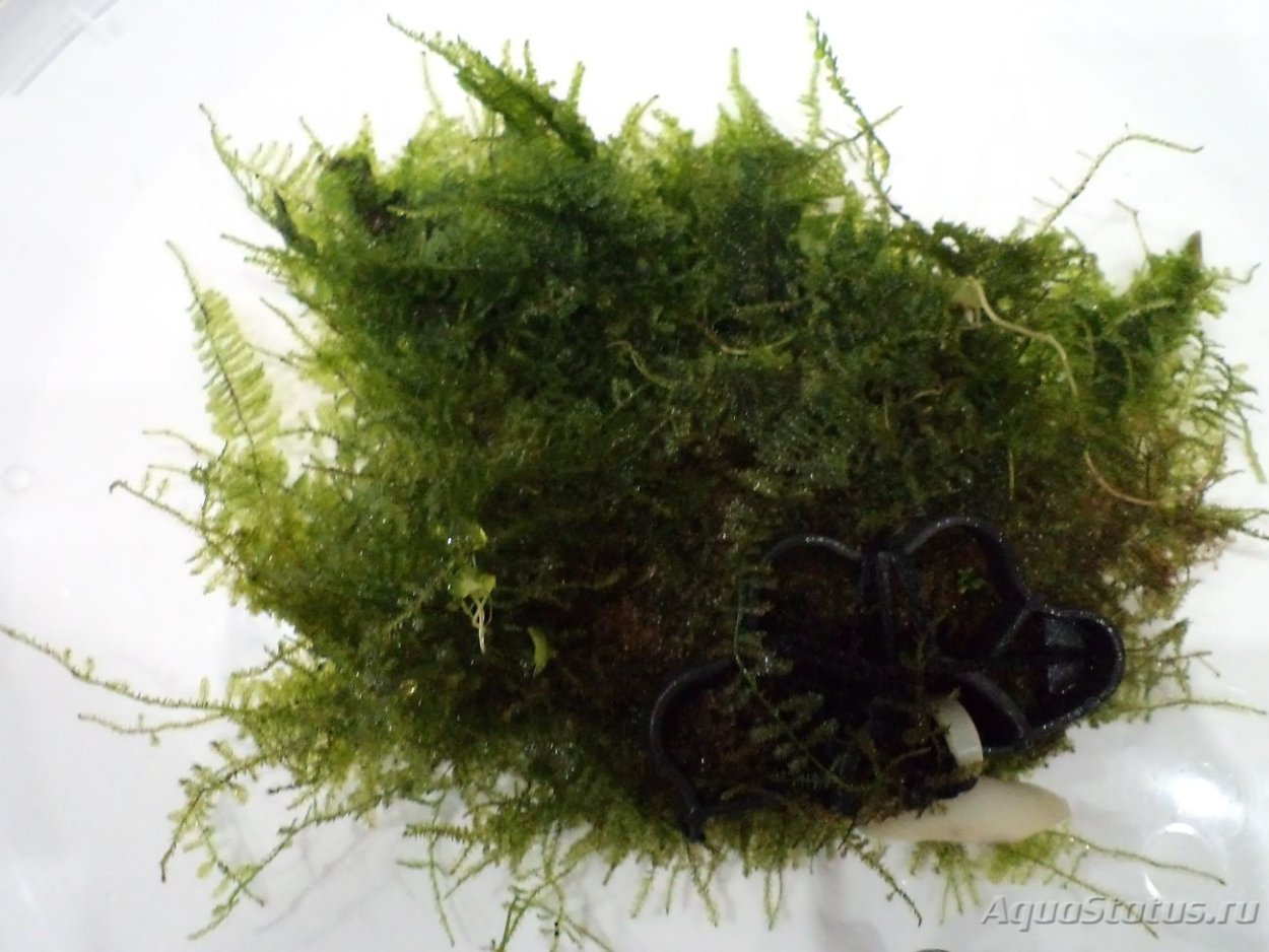 Яванский мох в лесу