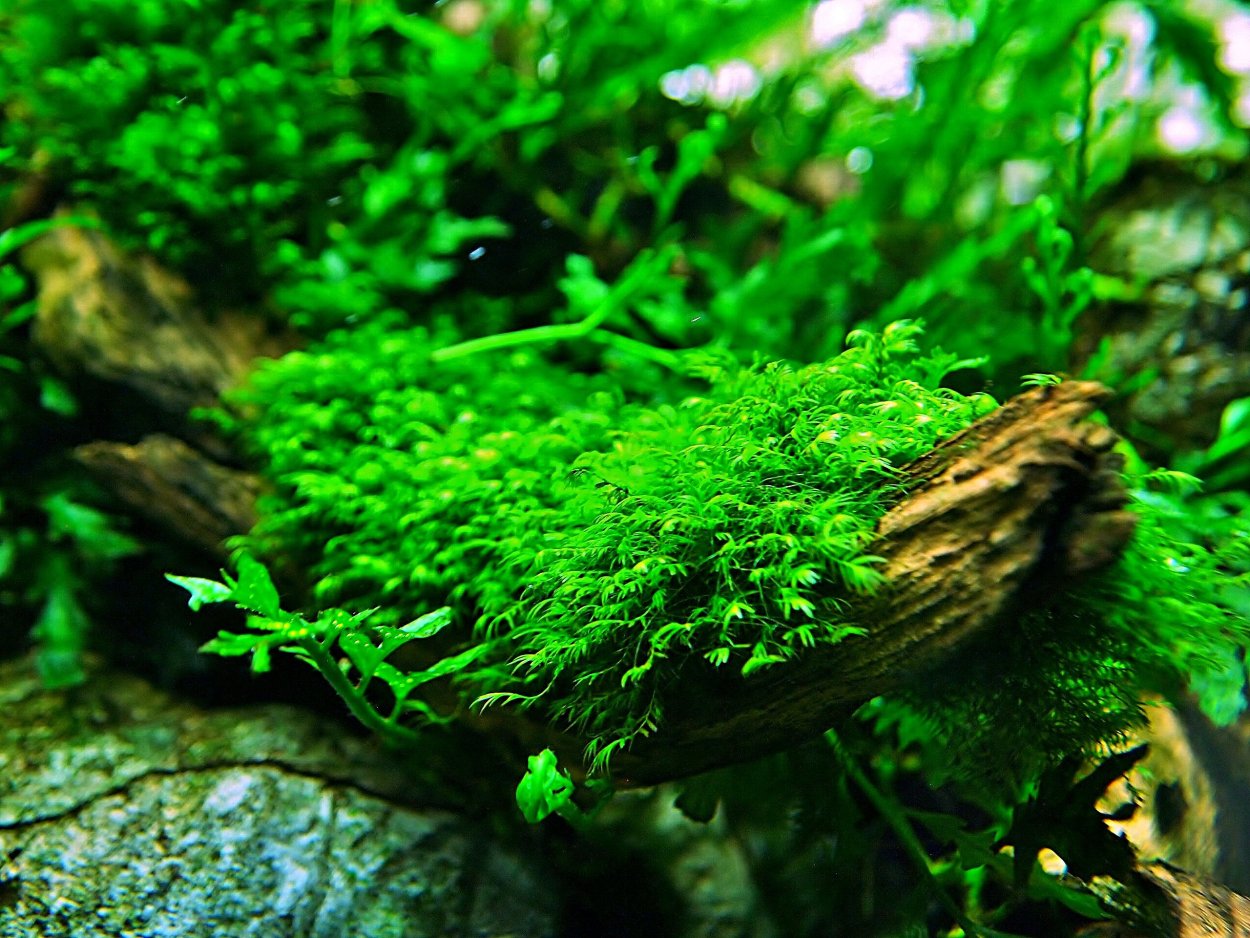 Мох Рикардия