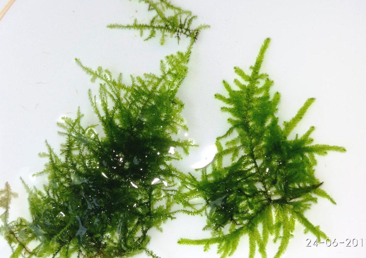 Мох бабл меристемный