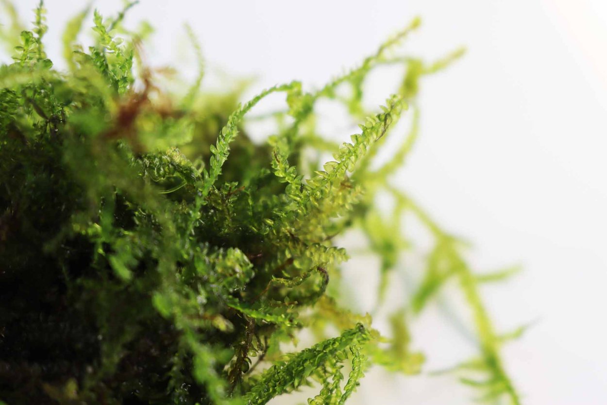 Мох Гиант (Taxiphyllum SP. - Giant Moss)