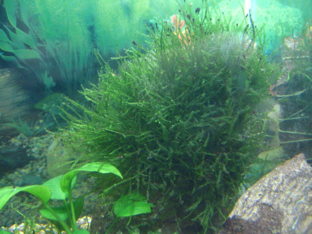 Яванский мох южноамериканский