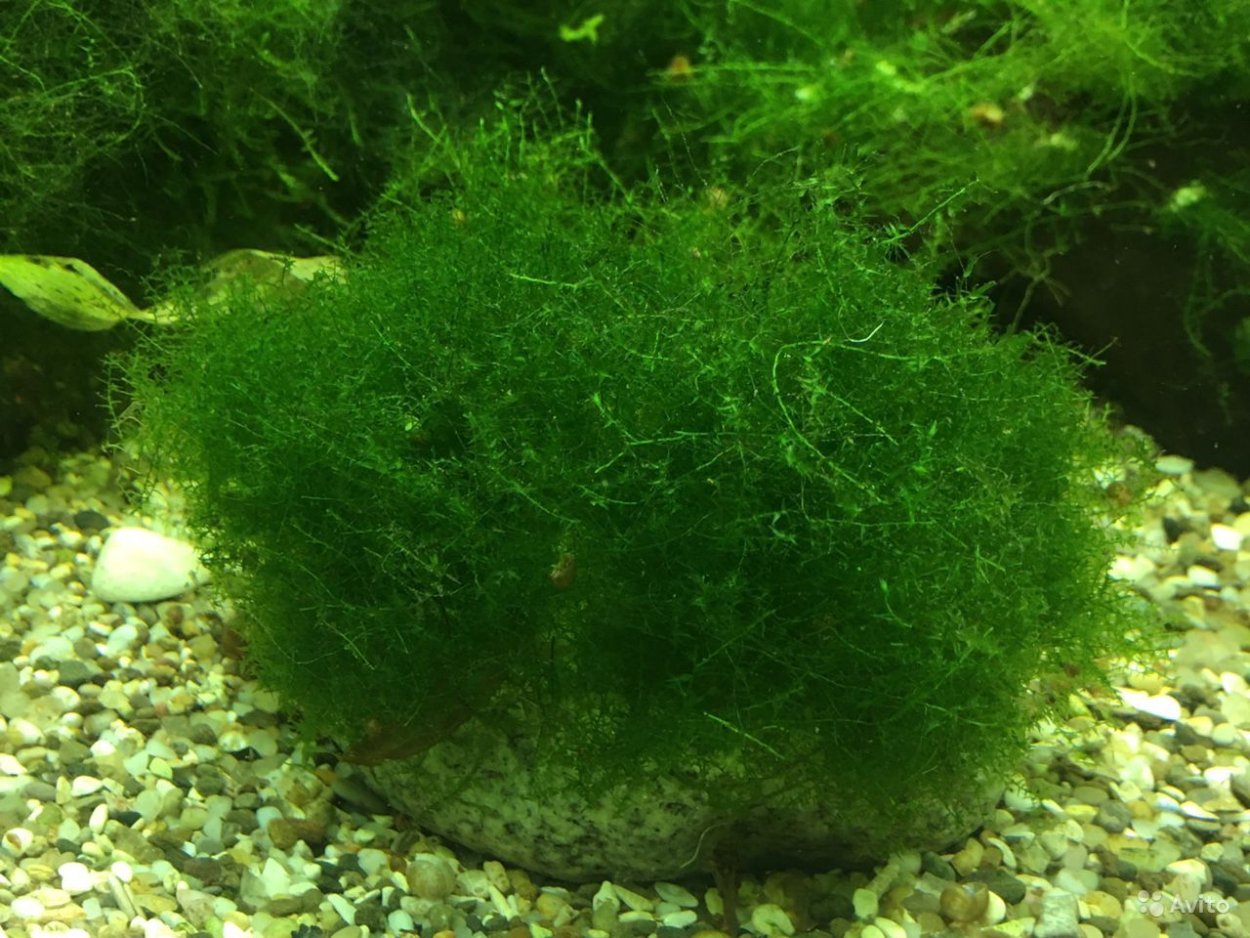 Мох яванский аквариумное растение
