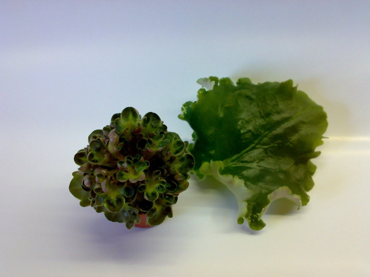 Фото листьев химеры Лесной царь