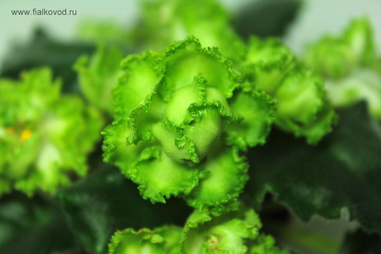 АВ яванский мох