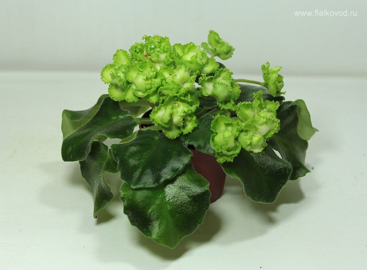 Мини фиалка яванский мох