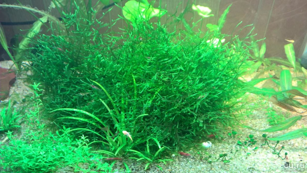 Мох яванский 50р