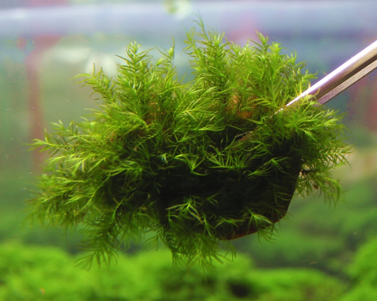 Fenix Moss - (Moss Fissidens fontanus)