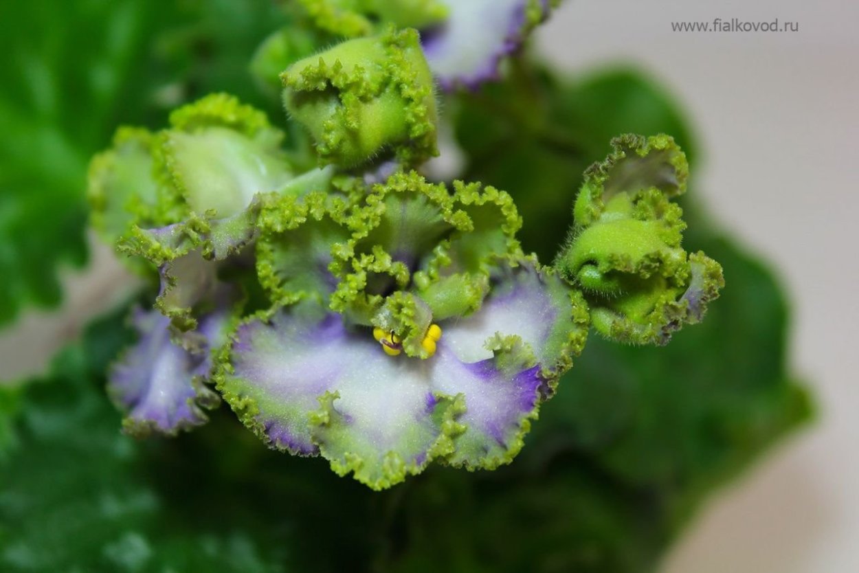 Сорт фиалки АВ Лягушонок