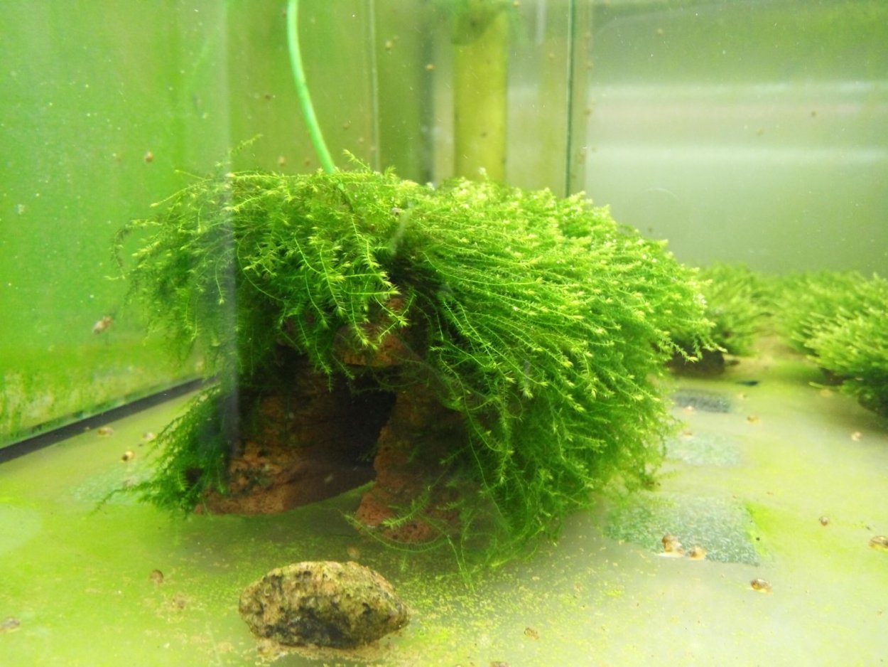 Яванский мох коричневеет